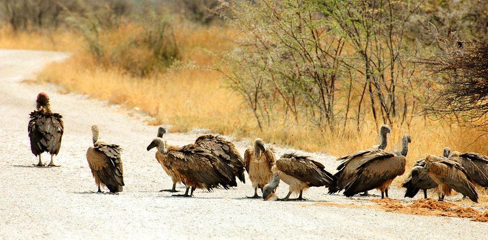 Vultures parade - Etosha National Park