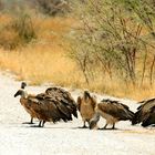 Vultures parade - Etosha National Park