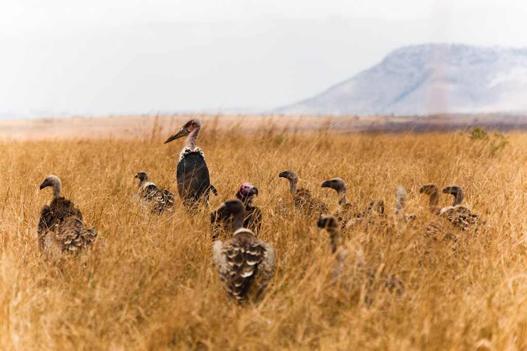 Vultures, waiting...