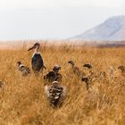 Vultures, waiting...