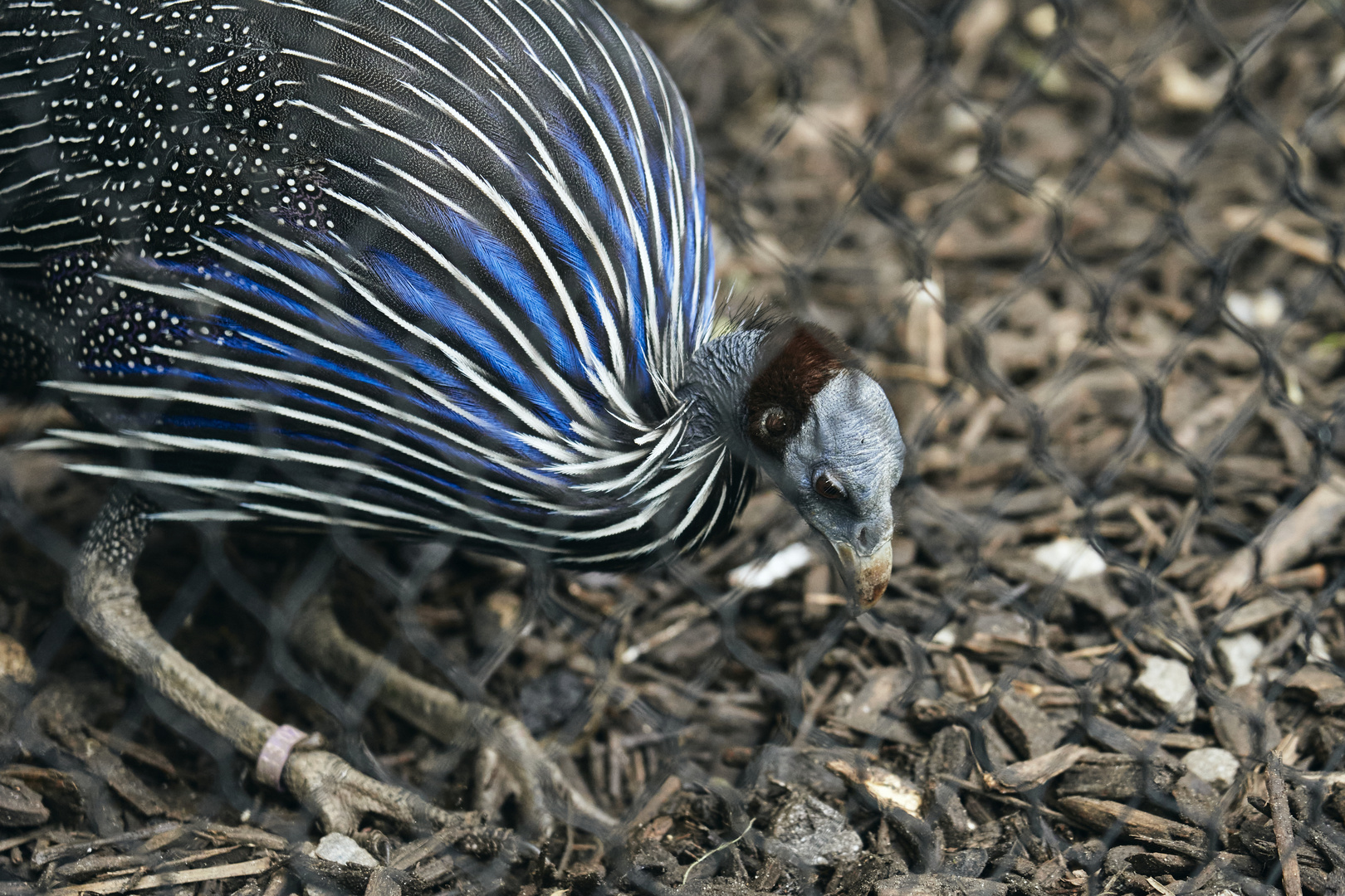 Vulturine guineafowl