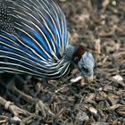 Vulturine guineafowl