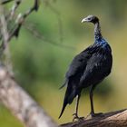 Vulturine Guineafowl