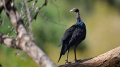 Vulturine Guineafowl