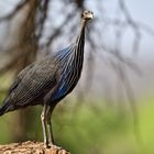 Vulturine guineafowl