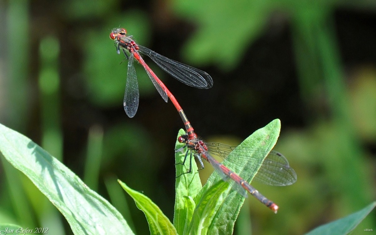 Vuurjuffer, Pyrrhosoma nymphula