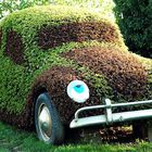 VW-Blumenkäfer