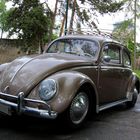 VW Käfer - Frontansicht