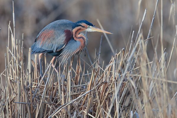 w a g h ä u s e l e r . s c h ö n h e i t 