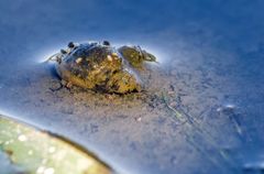 "W A S" ist denn das für ein Viechzeugs?