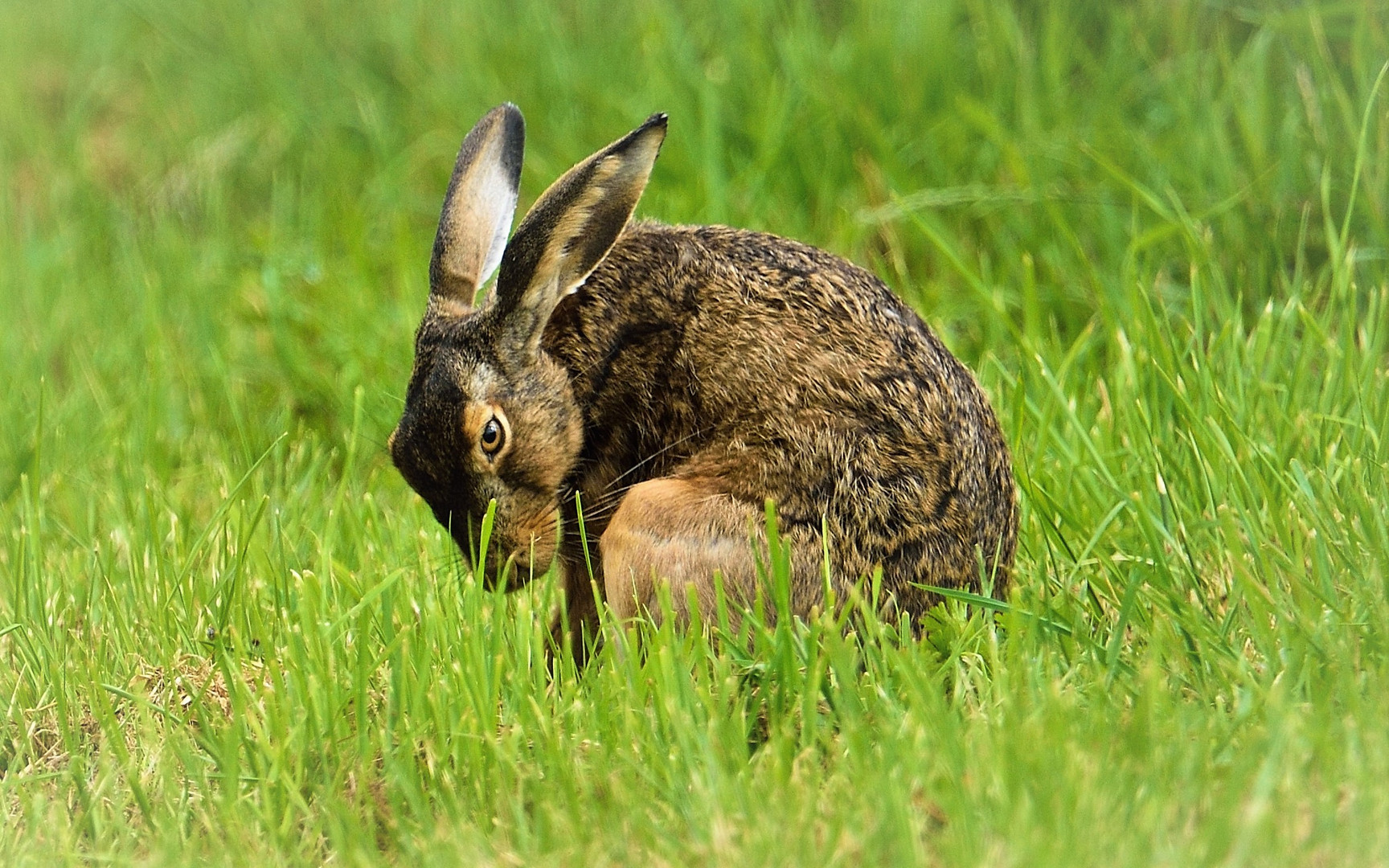 W A S ,--Ostern k o m m t  schon wieder ????