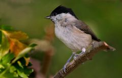 "W E I D E N M E I S E"