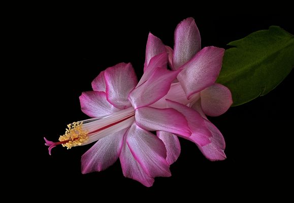 W E I H N A C H T E N - 2 0 2 4  - ( Stacking Bild )