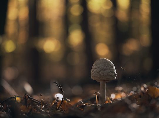 w e l l . s h e l t e r e d