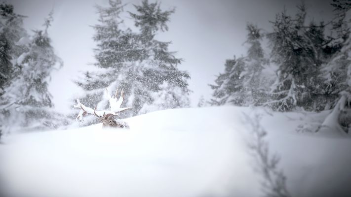 --- W E N N S . H E F T I G . S C H N E I T ---