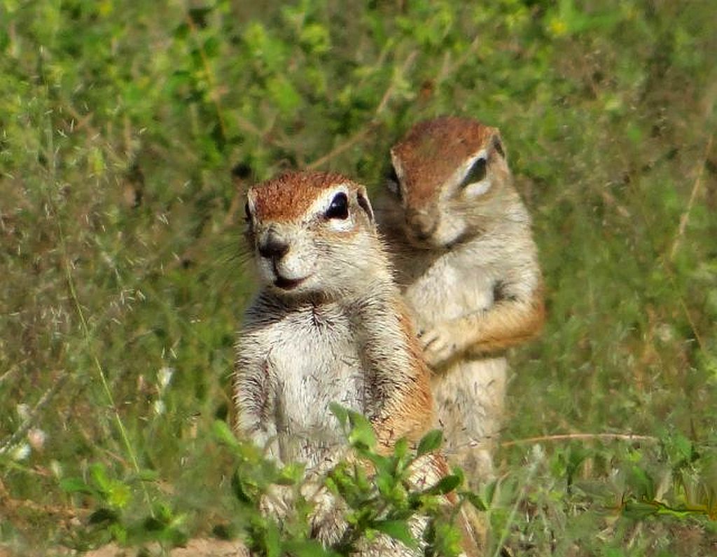 (W) Erdhörnchen