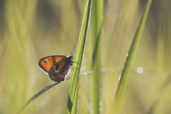 W i e s e n . v ö g e l c h e n