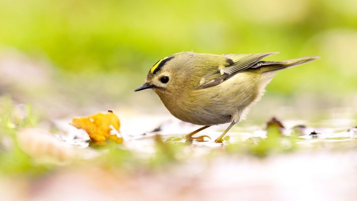 --- W I N T E R - G O L D H Ä H N C H E N ---