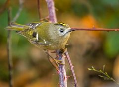 " W I N T E R G O L D I"