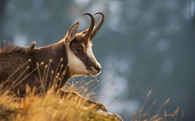 " w i r k l i c h . g a (m) s . n a h " 