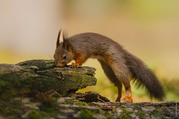 . . " w o . i s t . s ' e . d i e . N u s s  .. " 