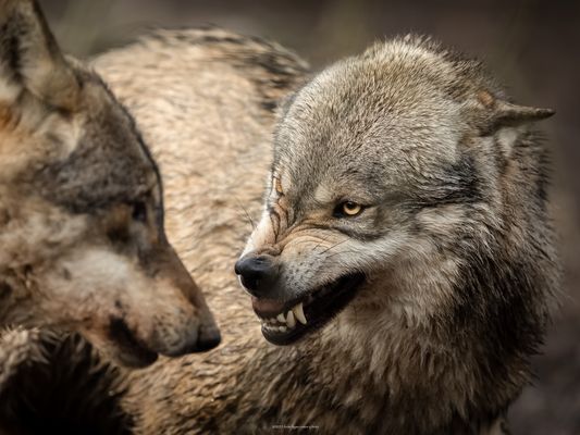 W O L F ’ s M I M I K 