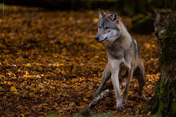 " w ö l f ' s c h e . m a r k i e r u n g s a r b e i t e n "