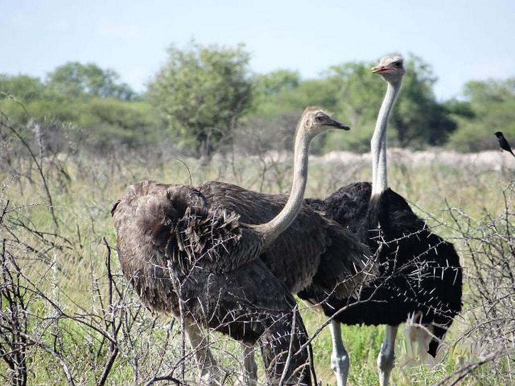 (W) Strauße in der Etosha