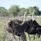 (W) Strauße in der Etosha