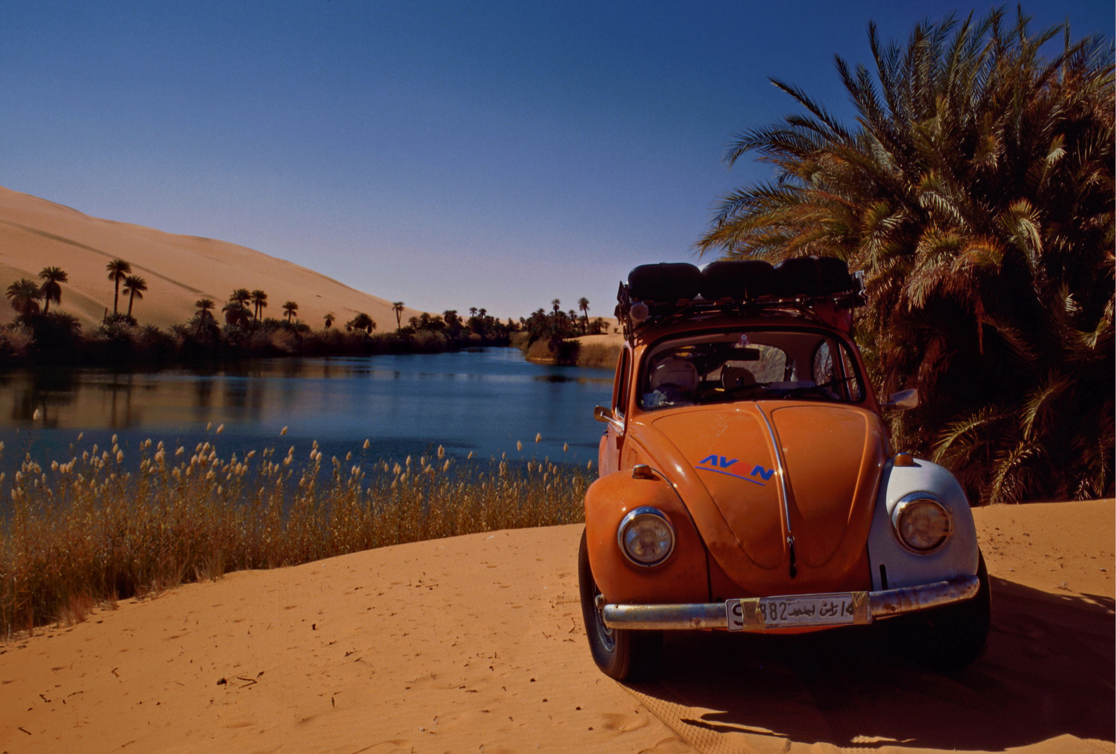 W U S T E N K A F E R A M S E E Foto Bild World Kafer Sahara Bilder Auf Fotocommunity