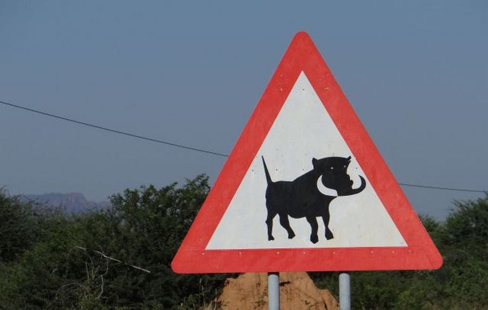 (W) Warnung vor Warzenschweine