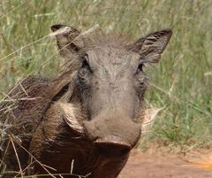 (W) Warzenschwein