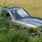 W123 - Ausflug ins Grüne