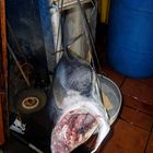 Waage zum Direkt-Verkauf von Thunfisch, Quepos, CR