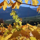 Waalwegwanderung durch die herbstlichen Weinberge