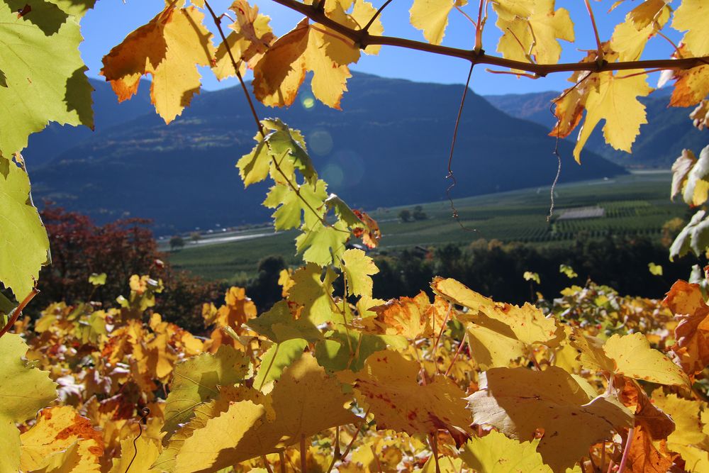 Waalwegwanderung durch die herbstlichen Weinberge