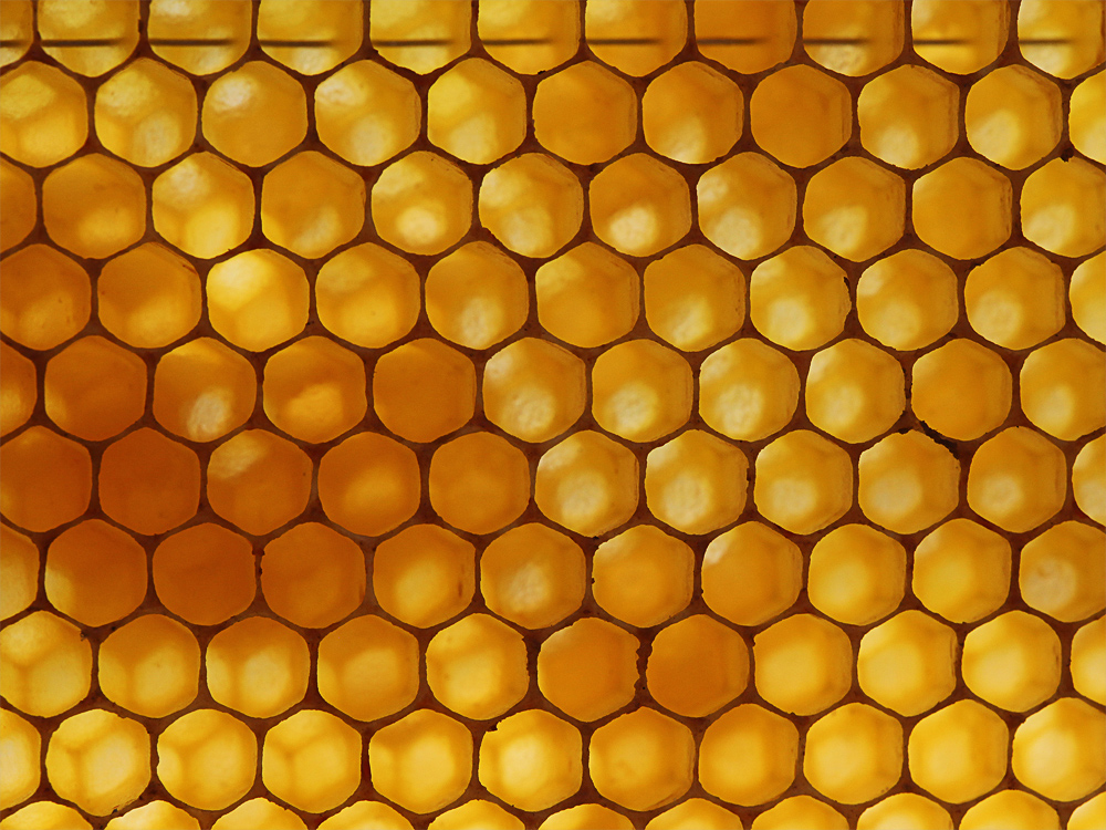 Waben Foto & Bild tiere, wildlife, insekten Bilder auf