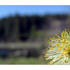 wabenbetthupferl für bienen