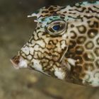 Wabenkofferfisch  -  Lactophrys polygonia