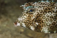 Wabenkofferfisch  -  Lactophrys polygonia