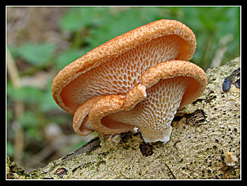 Wabenporling - Polyporus mori