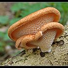 Wabenporling - Polyporus mori