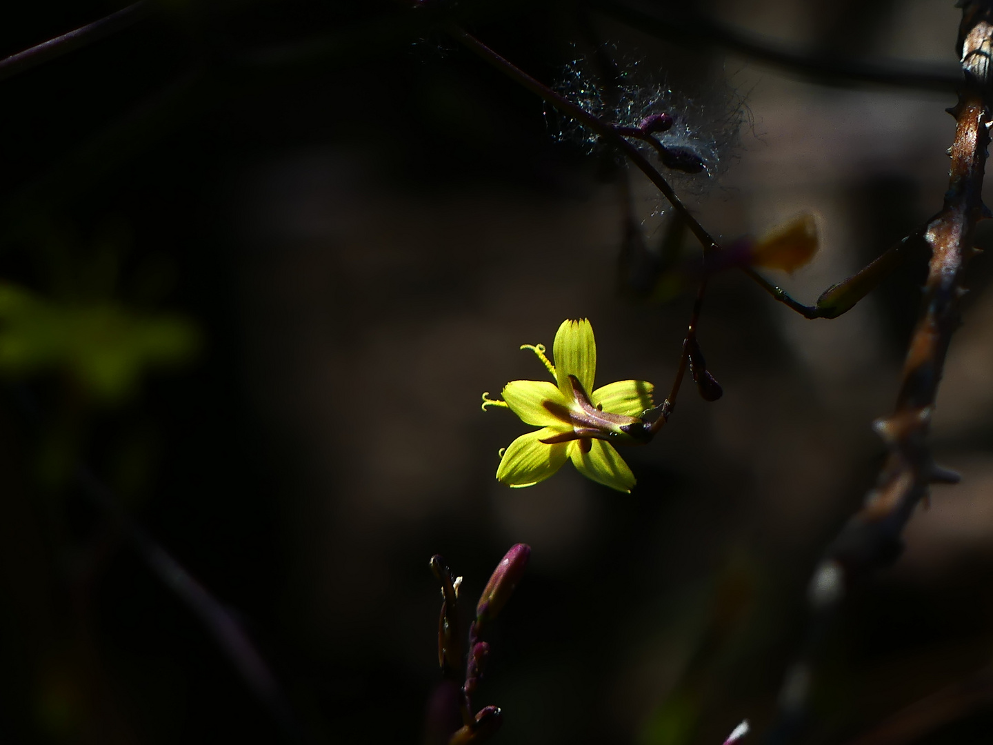  Wabi Sabi " Der Sonne entgegen"