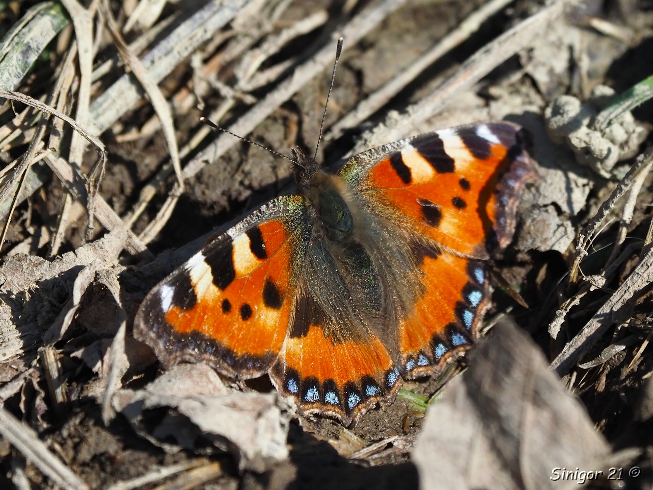 Wach im Februar (Kleiner Fuchs)