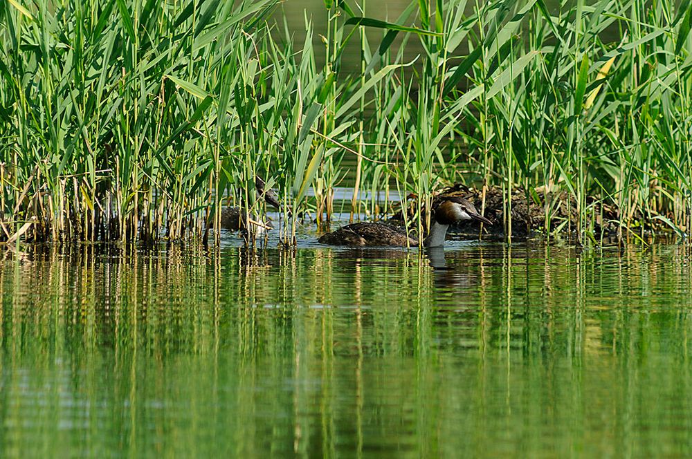 Wachablösung am Haubentaucher-Nest