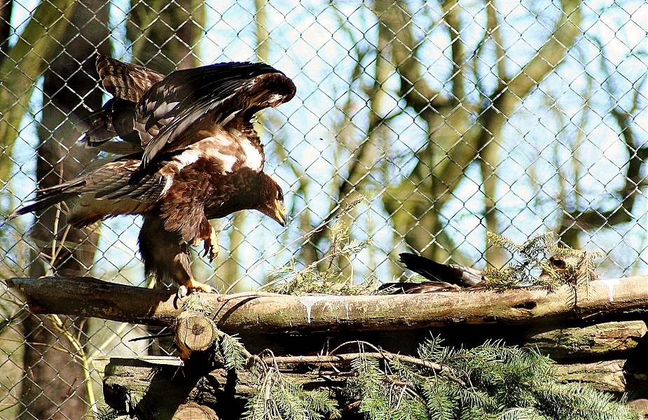 Wachablösung Nr. 1 Adler