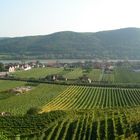 Wachau 2003