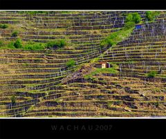 Wachau