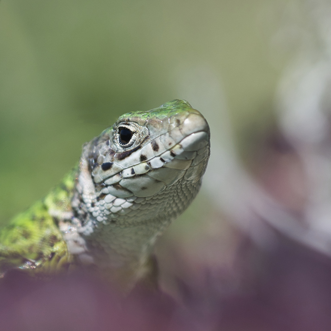 Wachau Krokodil