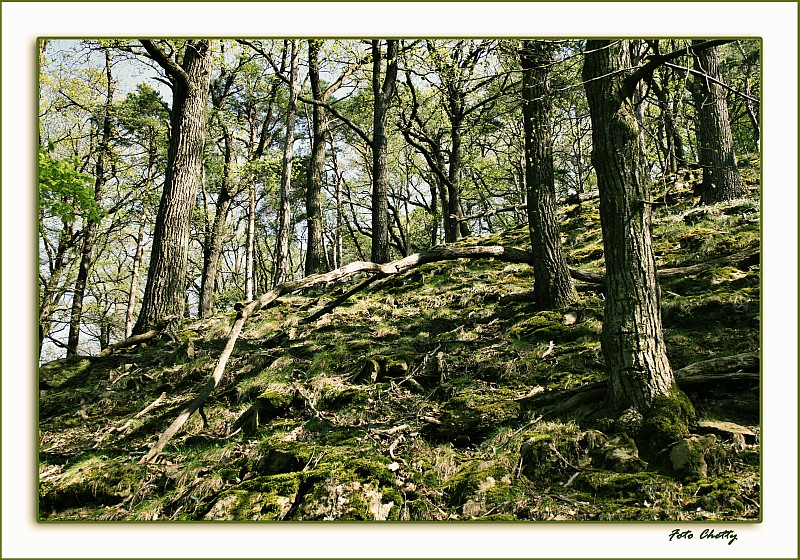 Wachau-Wald